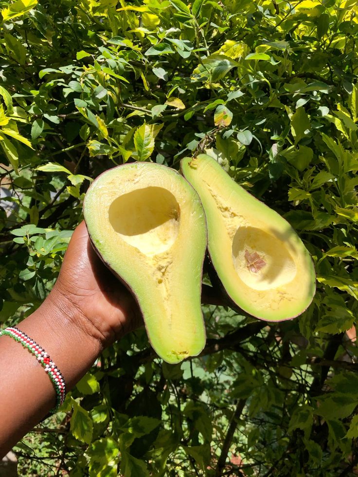Fresh avocados from the farm.