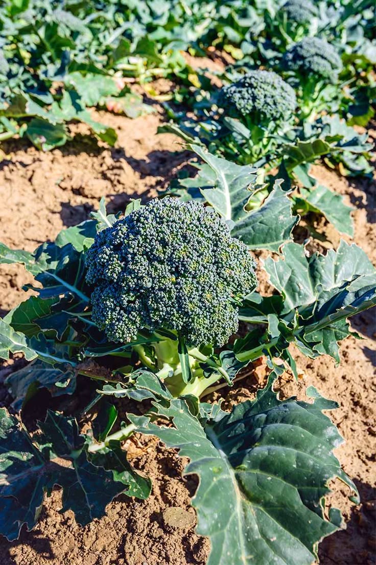 Broccoli cultivated in Zimbabwe.