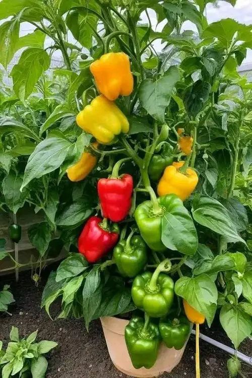 Peppers grown for fresh produce markets.