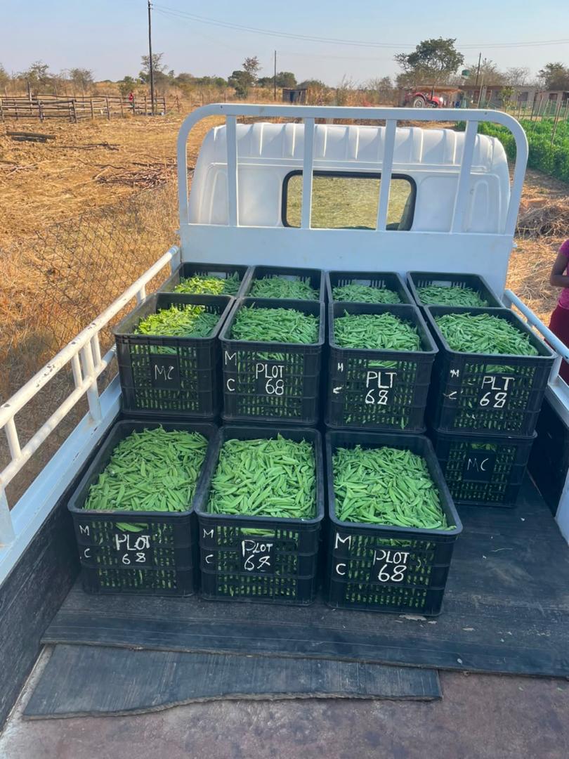 Produce packed and labelled for export at Plot 68.