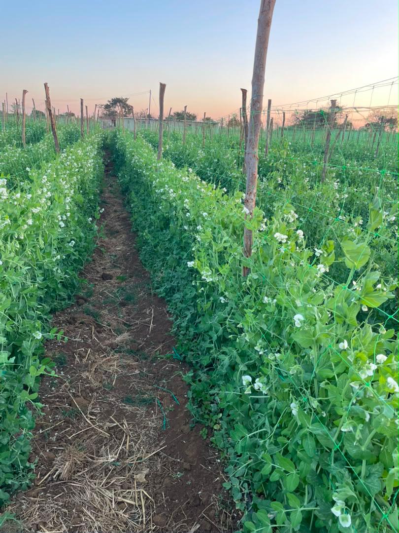 Rows of pea plants growing in a field