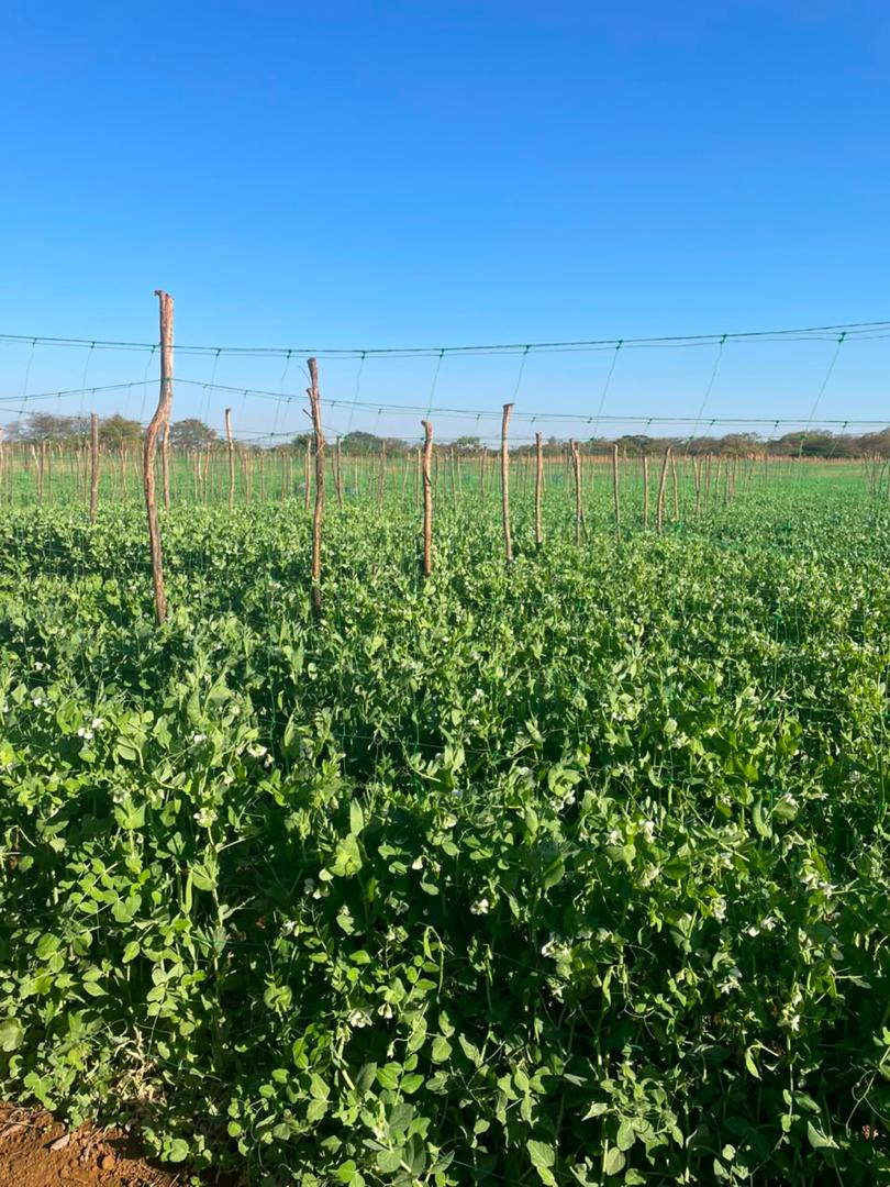 Pea field at Plot 68, Zimbabwe.