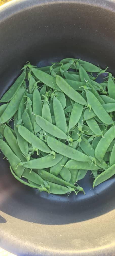 Freshly picked sugar snap peas
