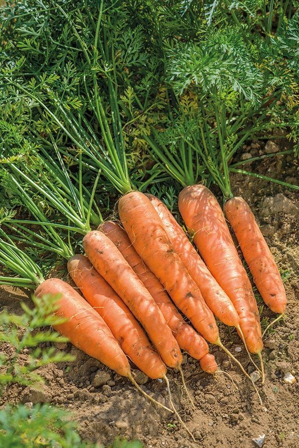 Carrots ready for market.