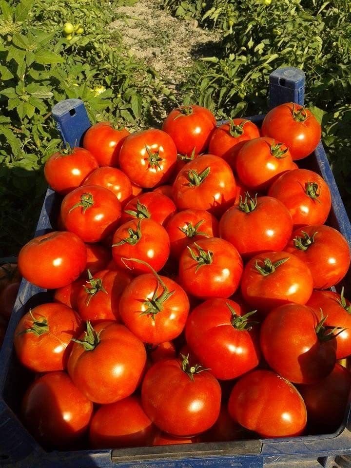 Tomatoes grown for fresh local and export markets.