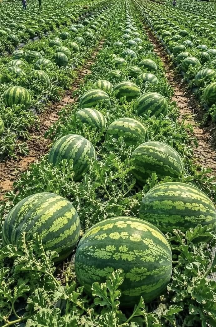 Watermelons grown in the field.