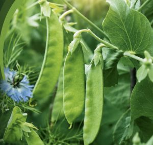 A Costbrand pea field representing its international supply chain